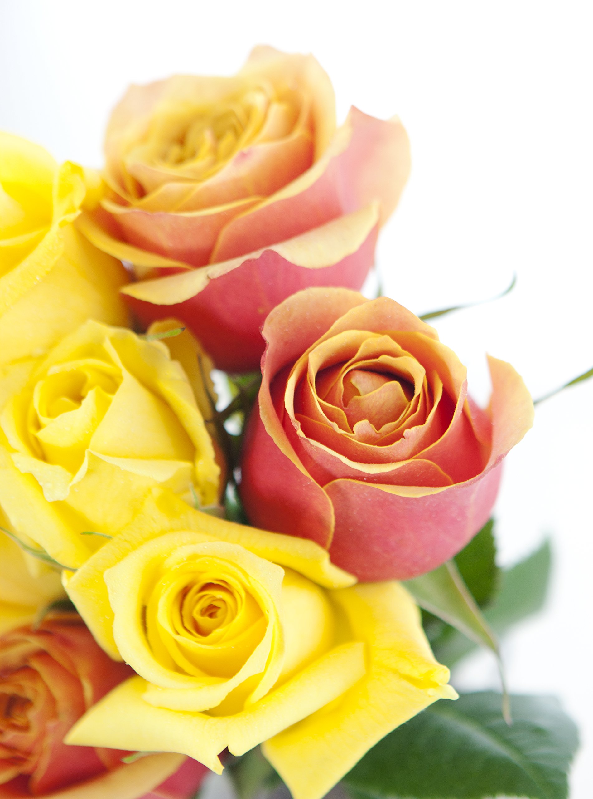 KaBloom PRIME NEXT DAY DELIVERY - 2 Dozen Fresh Orange & Yellow Roses with Glass Vase - Perfect for Mother's Day, Birthday, Anniversary, Get Well, Thank You & Valentine's Day Gifts - Ideal for Home Decor, Wedding Centerpieces & Romantic Surprises