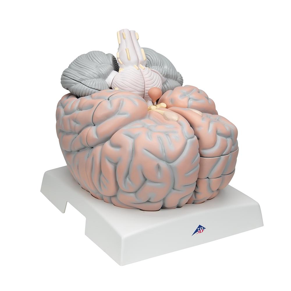 Giant Brain Model - 2.5X Full Size with 14 Detachable Parts | Anatomy Learning Tool for Medical Students & Science Enthusiasts | Perfect for Classroom, Lab & Home Study