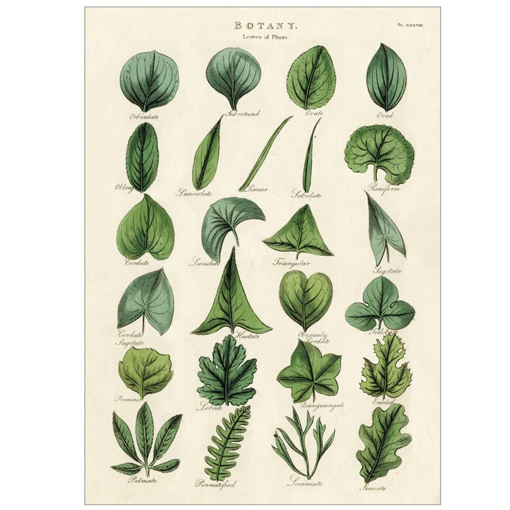 Botanical Leaf Wrap - Eco-Friendly Food Wrapping & Decorative Leaves for Parties, Picnics & Sustainable Living
