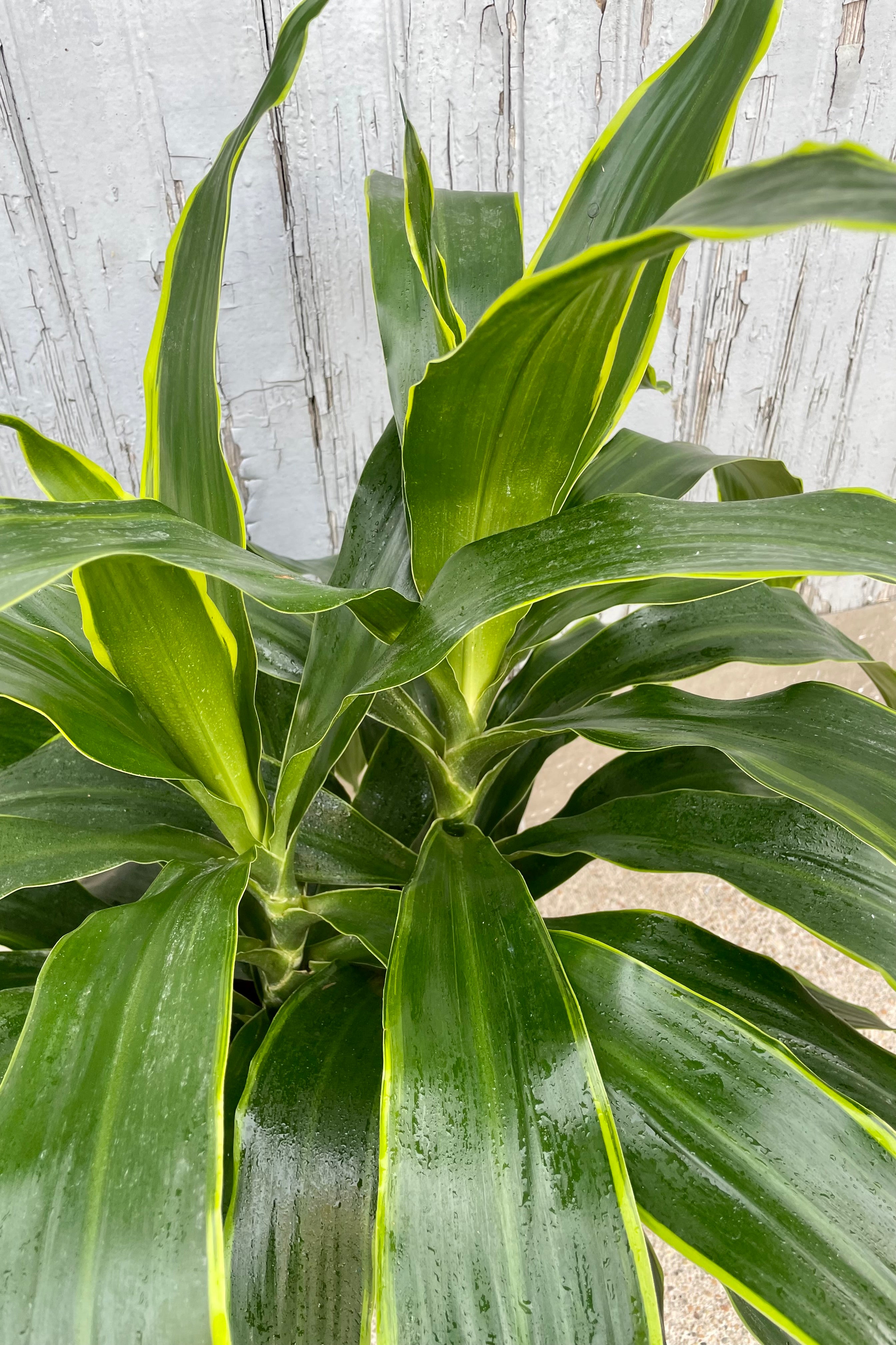 Dracaena 'Art' 8 Inch Indoor Plant - Low Maintenance Houseplant for Home, Office & Living Room Decor - Perfect for Air Purification & Feng Shui