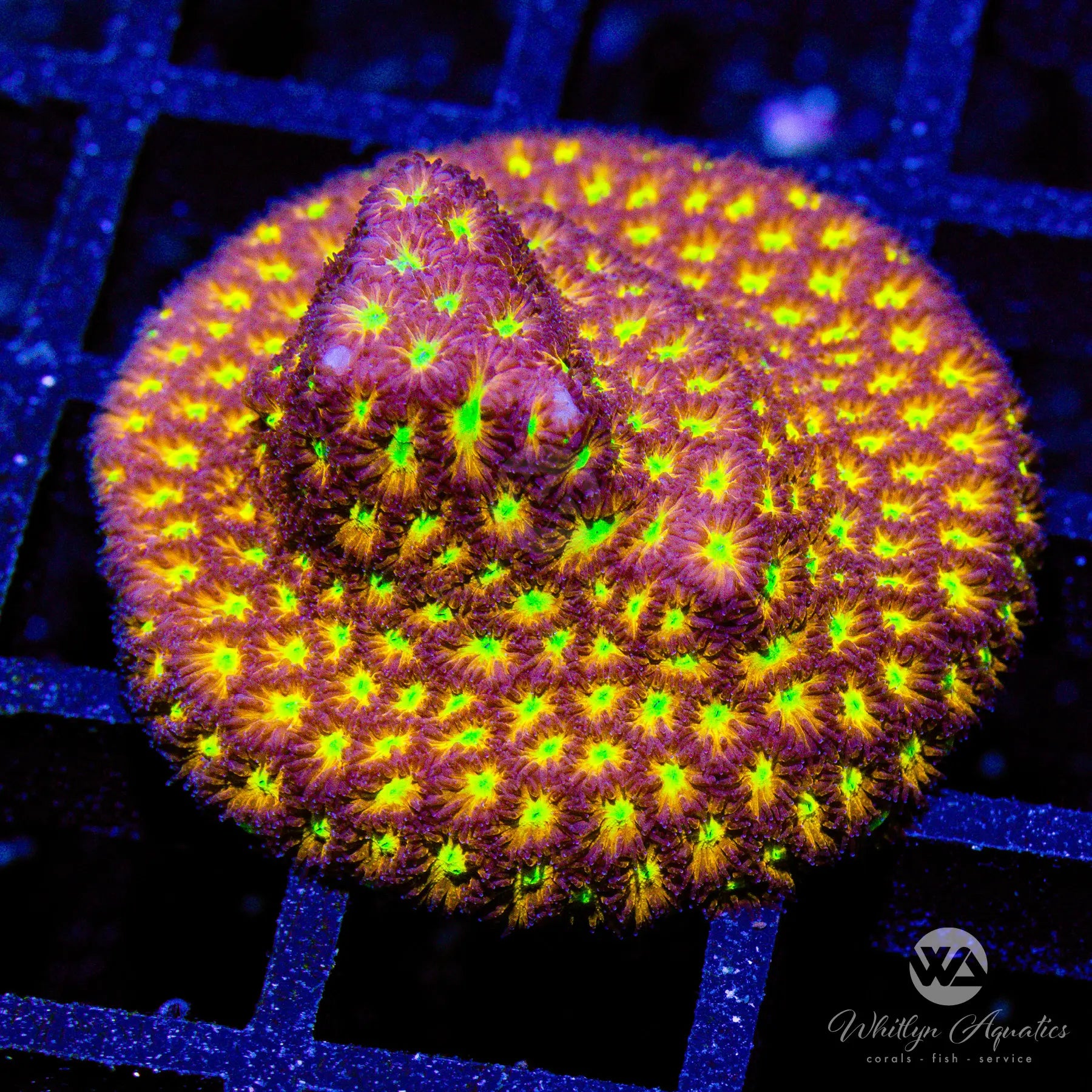G6 Spitfire Leptastrea Coral - Premium WYSIWYG Live Coral for Saltwater Aquariums | Perfect for Reef Tanks, Coral Propagation, and Marine Aquascaping