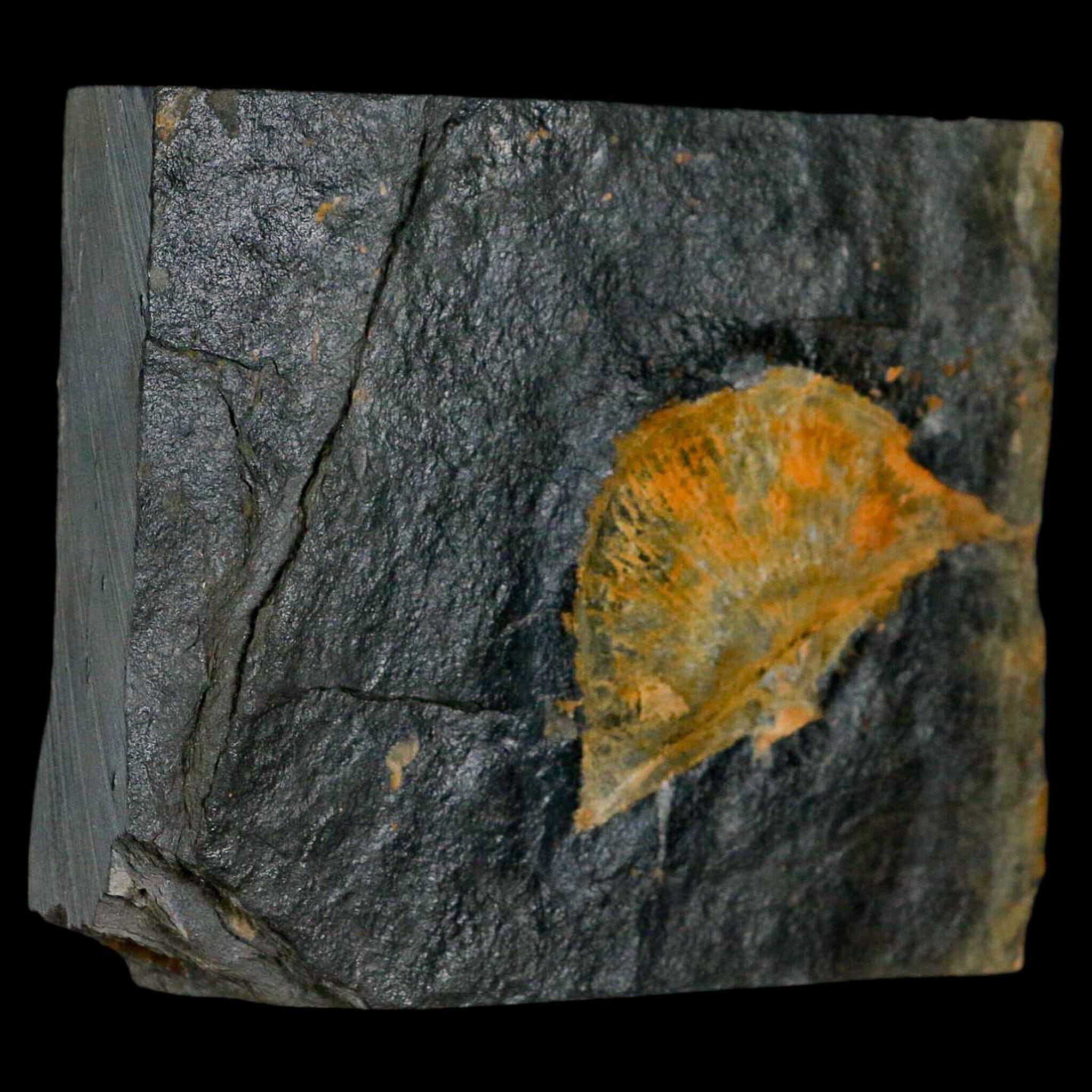 2 Fossil Paralenorthis Sp Brachiopod in Matrix - Valongo Formation, Arouca Portugal - Rare Paleozoic Marine Fossils for Collectors & Educational Displays