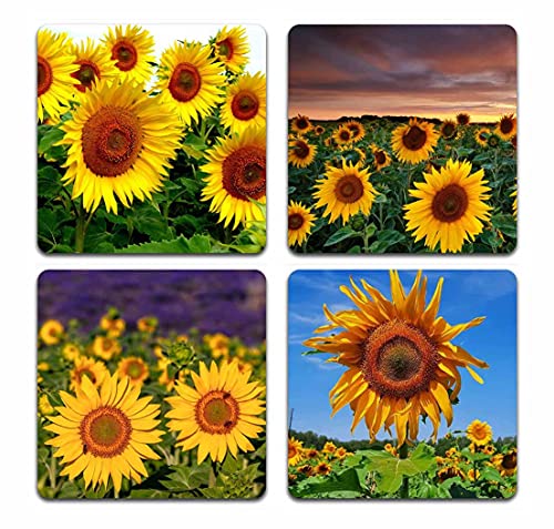 Blooming Sunflowers
