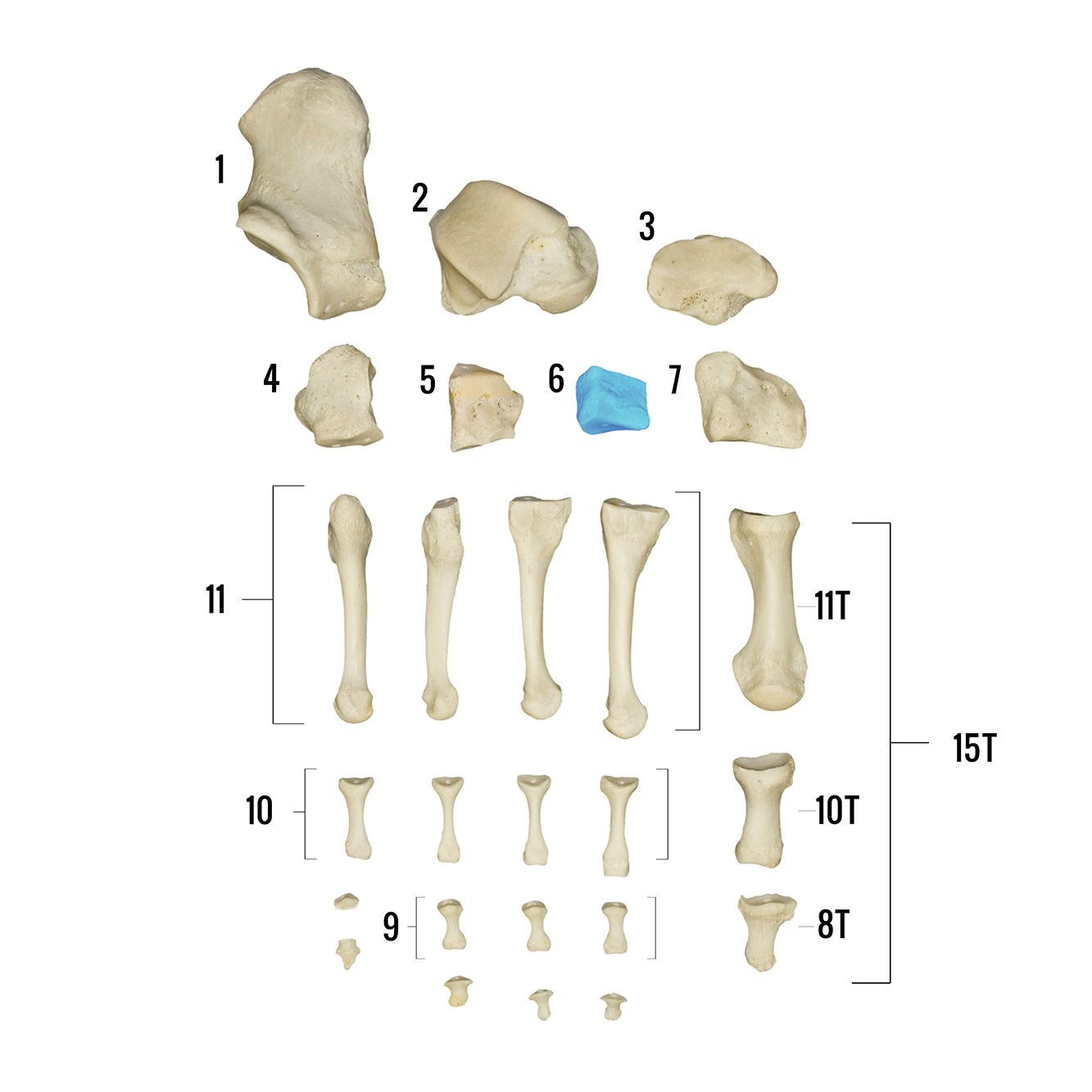 Real Human Foot Skeleton Model - Anatomically Accurate Individual Bones for Medical Study, Education & Display