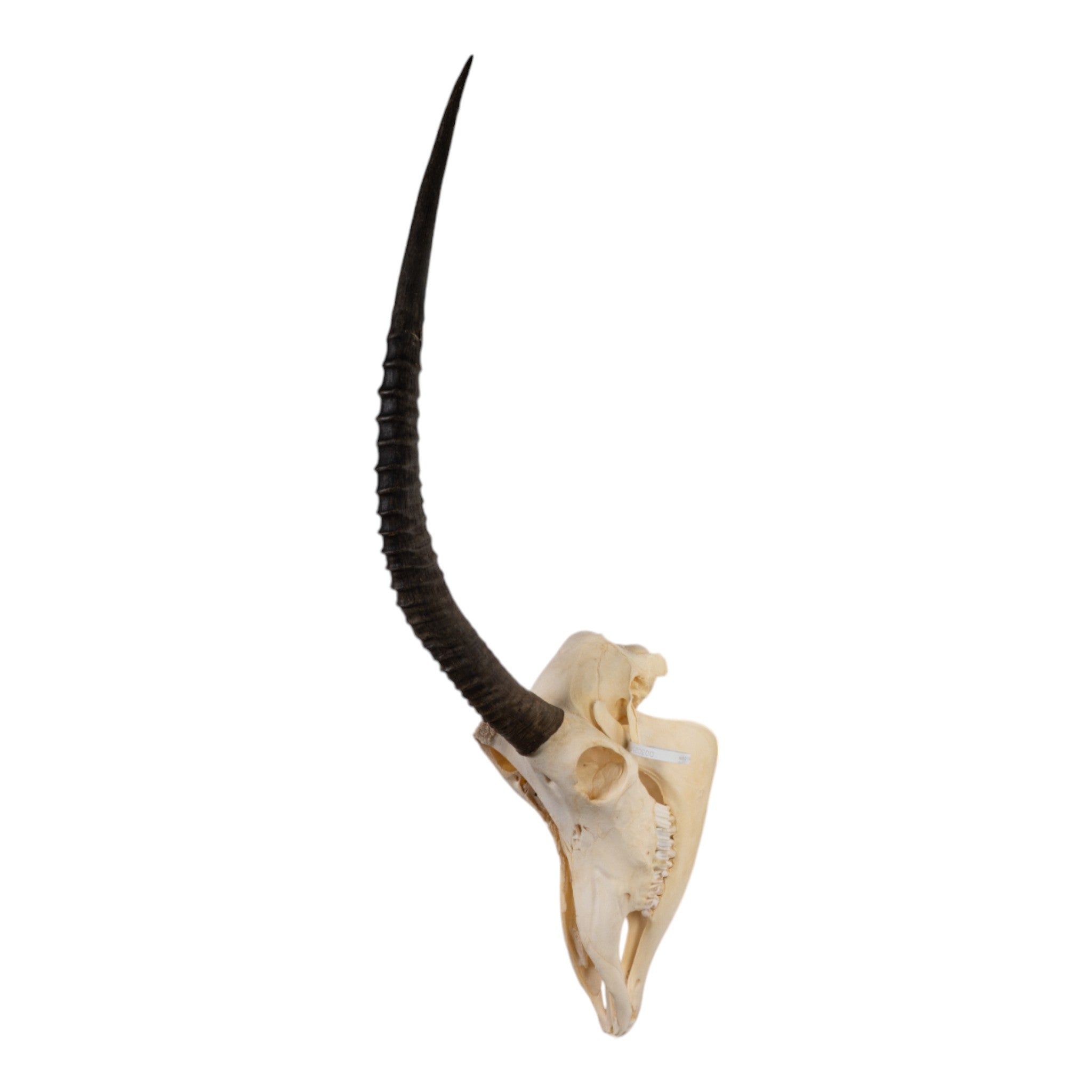 Real Sable Antelope Skull with Mandible - Authentic Taxidermy Specimen with Natural Pathology | Perfect for Home Decor, Gothic Collections & Educational Displays