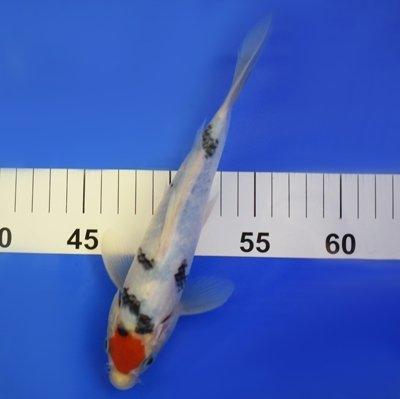 Premium Tancho Bekko Koi Fish 7-8 Inch - High-Quality Japanese Koi for Ponds & Water Gardens - Perfect for Outdoor Decor & Relaxing Zen Spaces