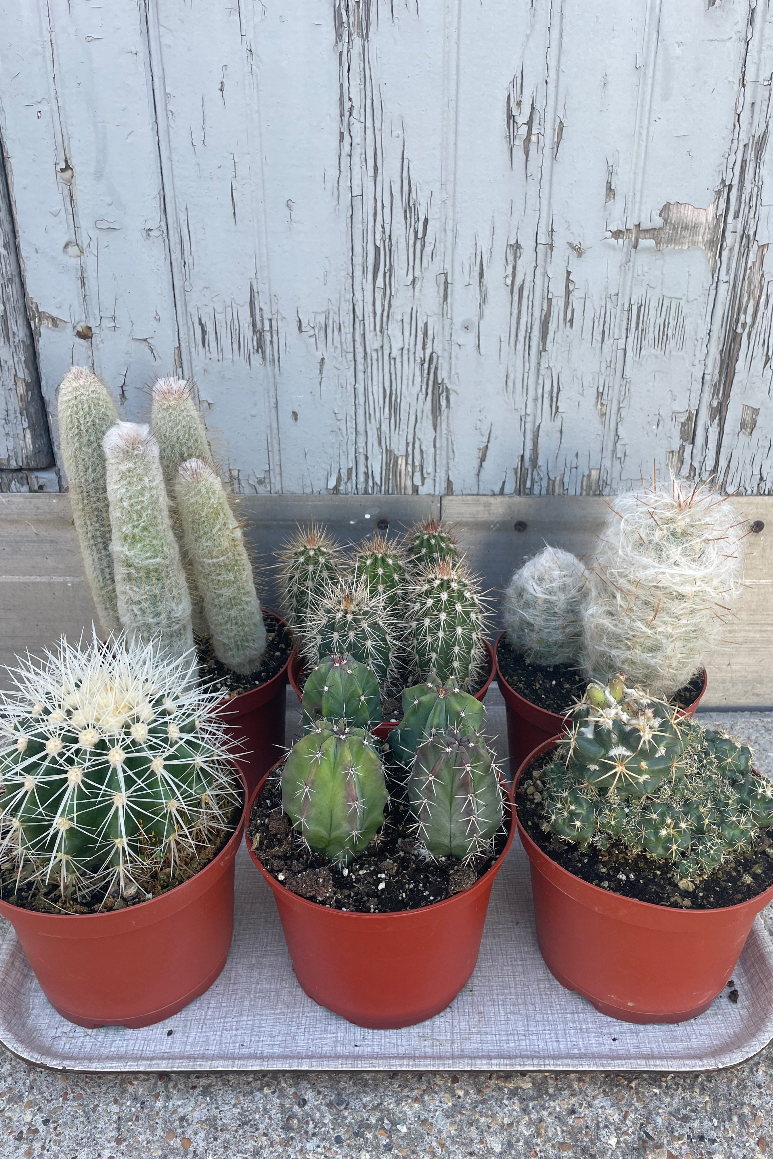 6 Pack Assorted Mini Cactus Plants - Live Succulents for Home Decor, Office Desk, Gift Idea & Indoor Gardening