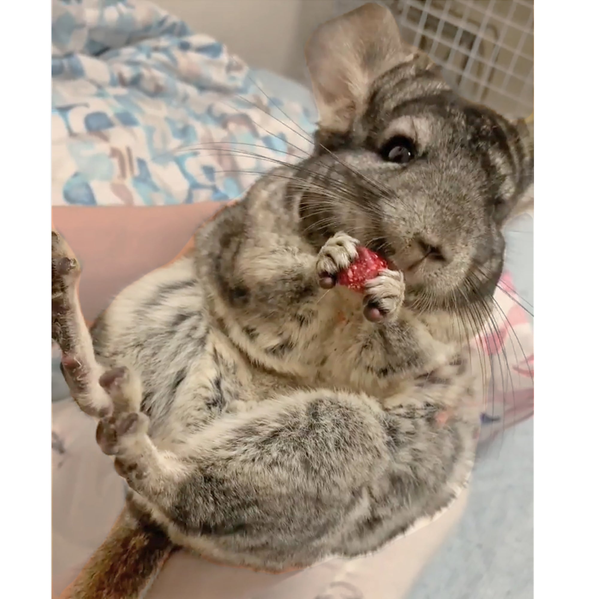 Premium Chinchilla Treat Sampler - Natural, Healthy Snacks for Small Pets - Perfect for Training, Bonding & Rewarding Your Furry Friend at Home or Travel