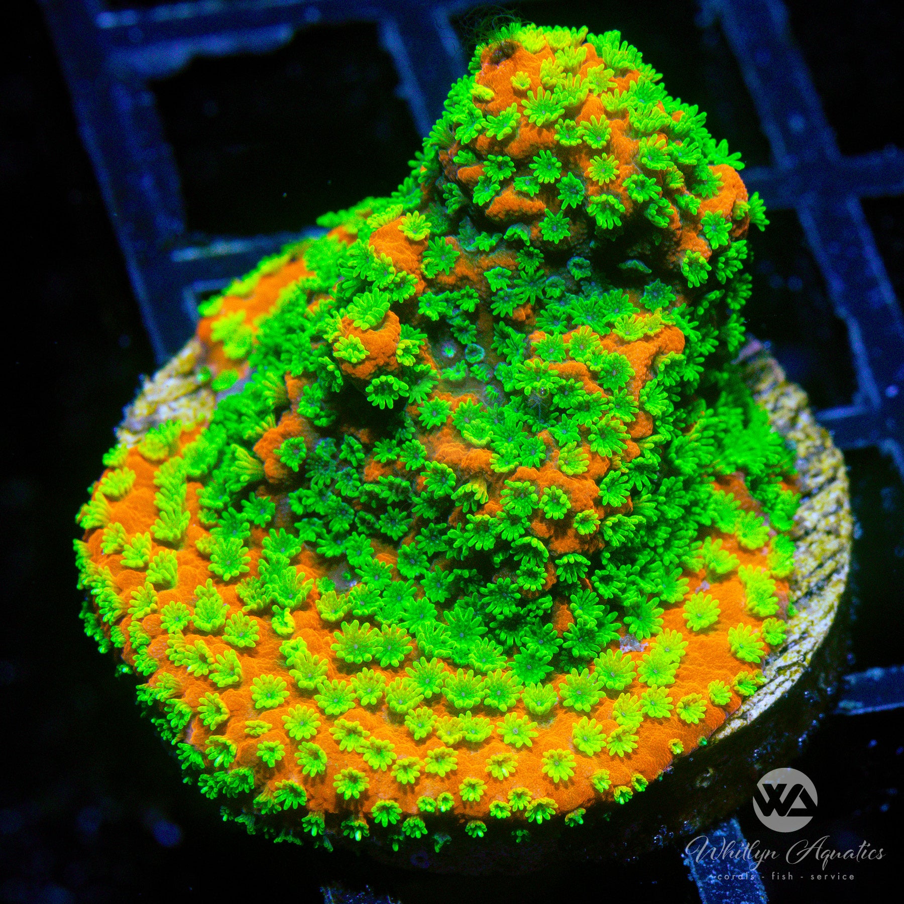 Sunset Montipora Coral for Saltwater Aquariums - Vibrant Orange & Purple SPS Coral for Reef Tanks | Perfect for Beginners & Advanced Hobbyists