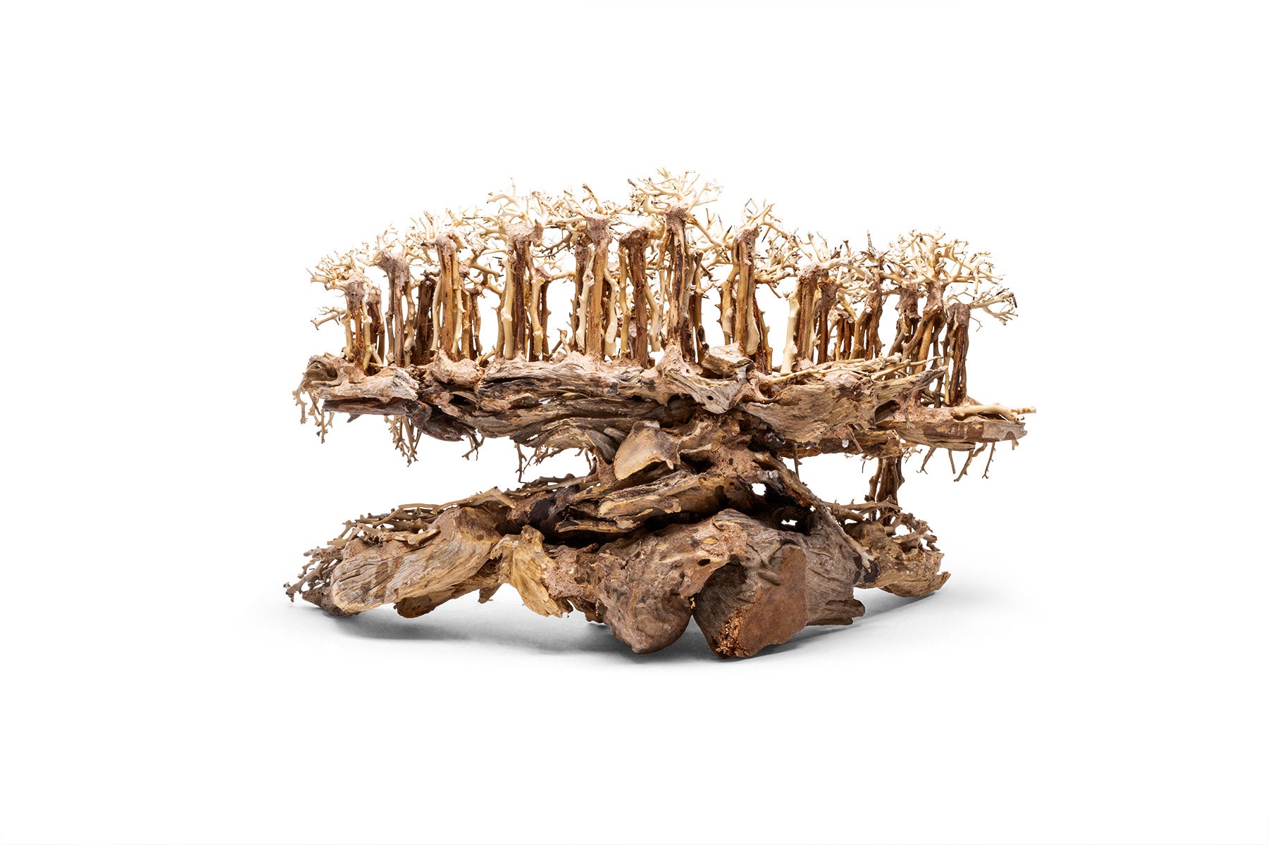 UNS Bonsai 017 - Premium Miniature Bonsai Tree for Home & Office Decor | Perfect Gift for Plant Lovers & Zen Garden Enthusiasts