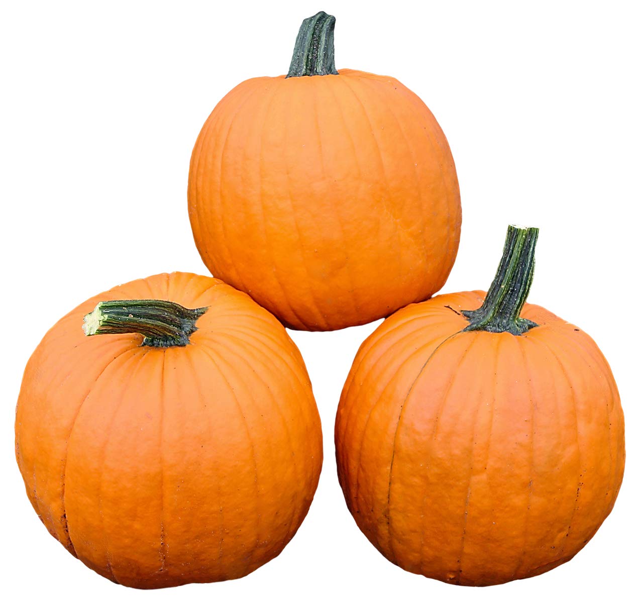 Premium Pumpkin Magician F1 Hybrid Seeds - 5,000 Treated Vegetable Seeds for High-Yield Farming | Ideal for Home Gardens, Commercial Agriculture & Fall Harvest Decorations