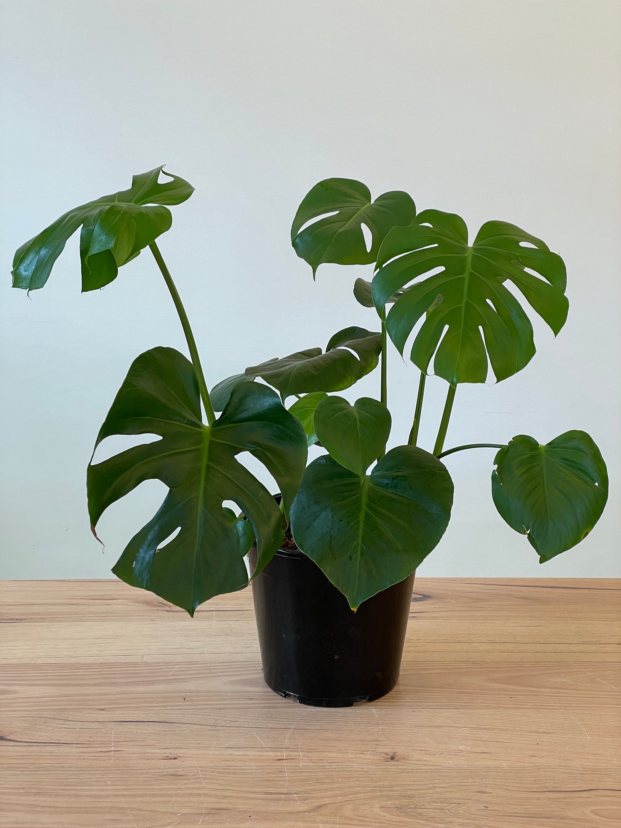 Monstera Deliciosa 'Tauerii' Swiss Cheese Plant - Large Tropical Houseplant for Home Decor, Office & Indoor Gardening