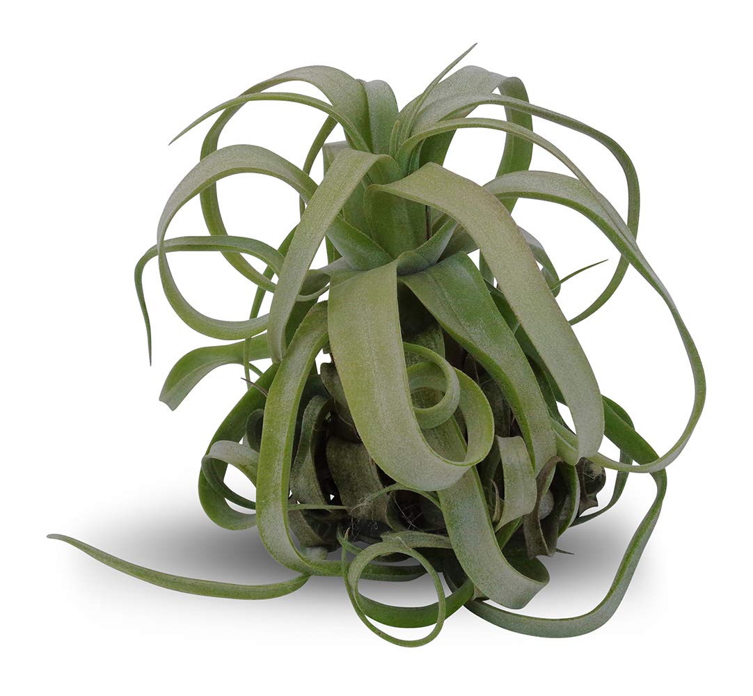 Tillandsia Streptophylla Guatemala - Low Maintenance Air Plants for Home Decor, Terrariums & Office Spaces | Easy-Care Indoor Plants