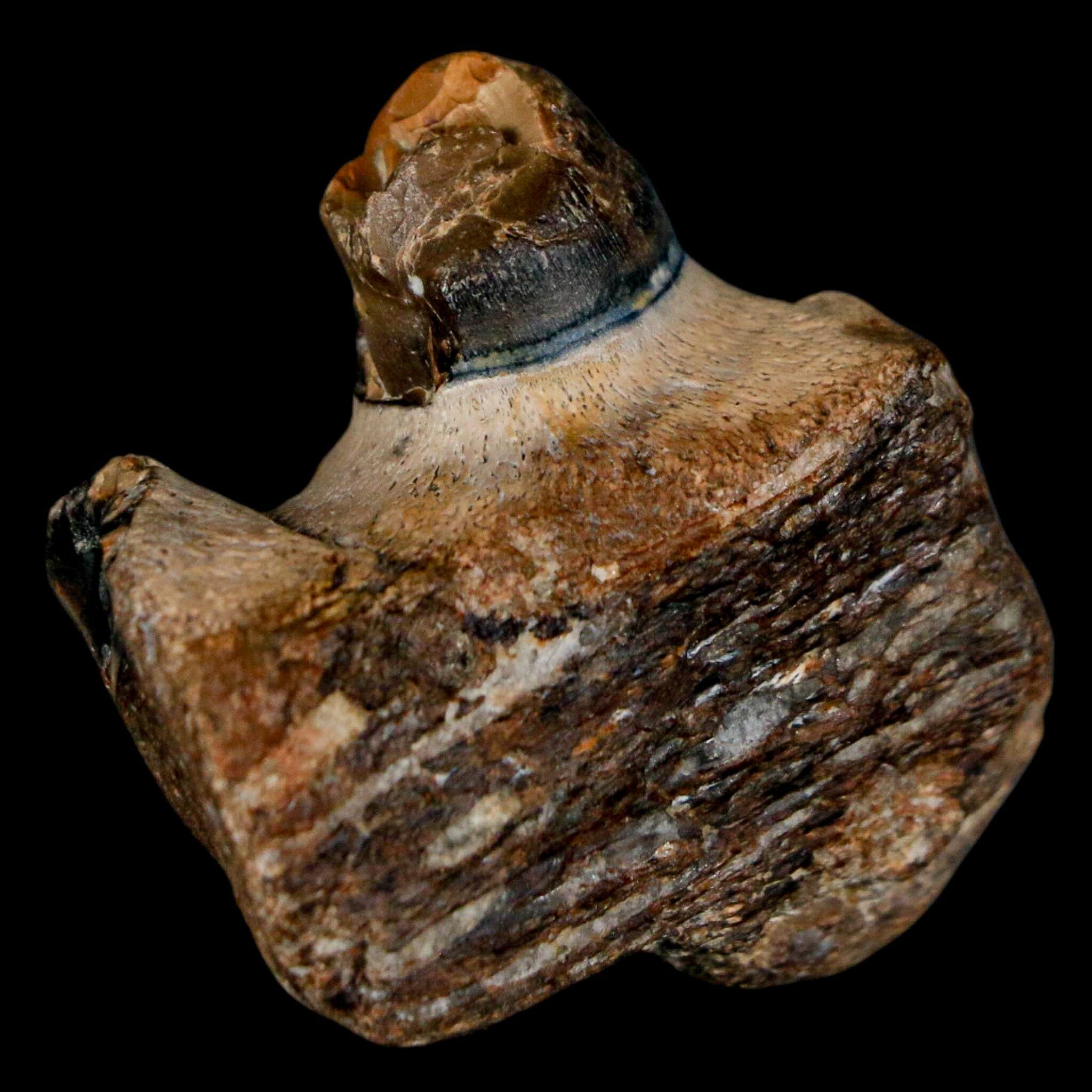 1.5