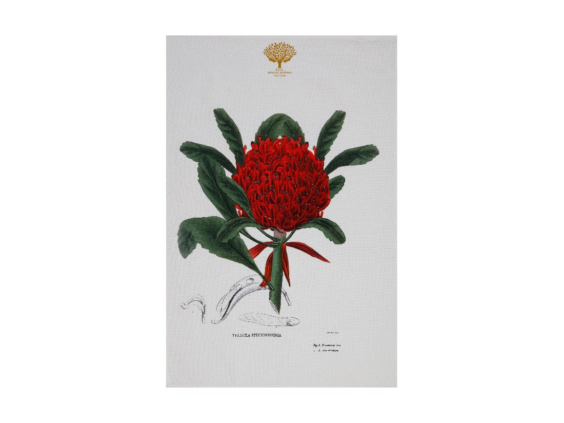 Maxwell & Williams Royal Botanic Garden Tea Towel 50x70cm - Premium Cotton Kitchen Towel with Telopea Floral Design - Perfect for Drying Dishes, Decorating Kitchen, and Gift Giving