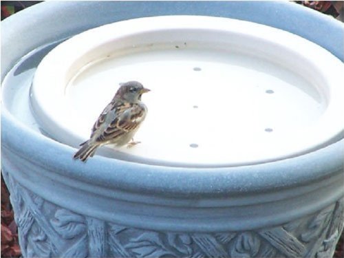 Songbird Essentials SE6017 Floating Bird Bath Raft for Wild Birds - Set of 1 | Outdoor Garden Decoration & Bird Watching Accessory | Attracts Robins, Finches & Songbirds to Your Backyard