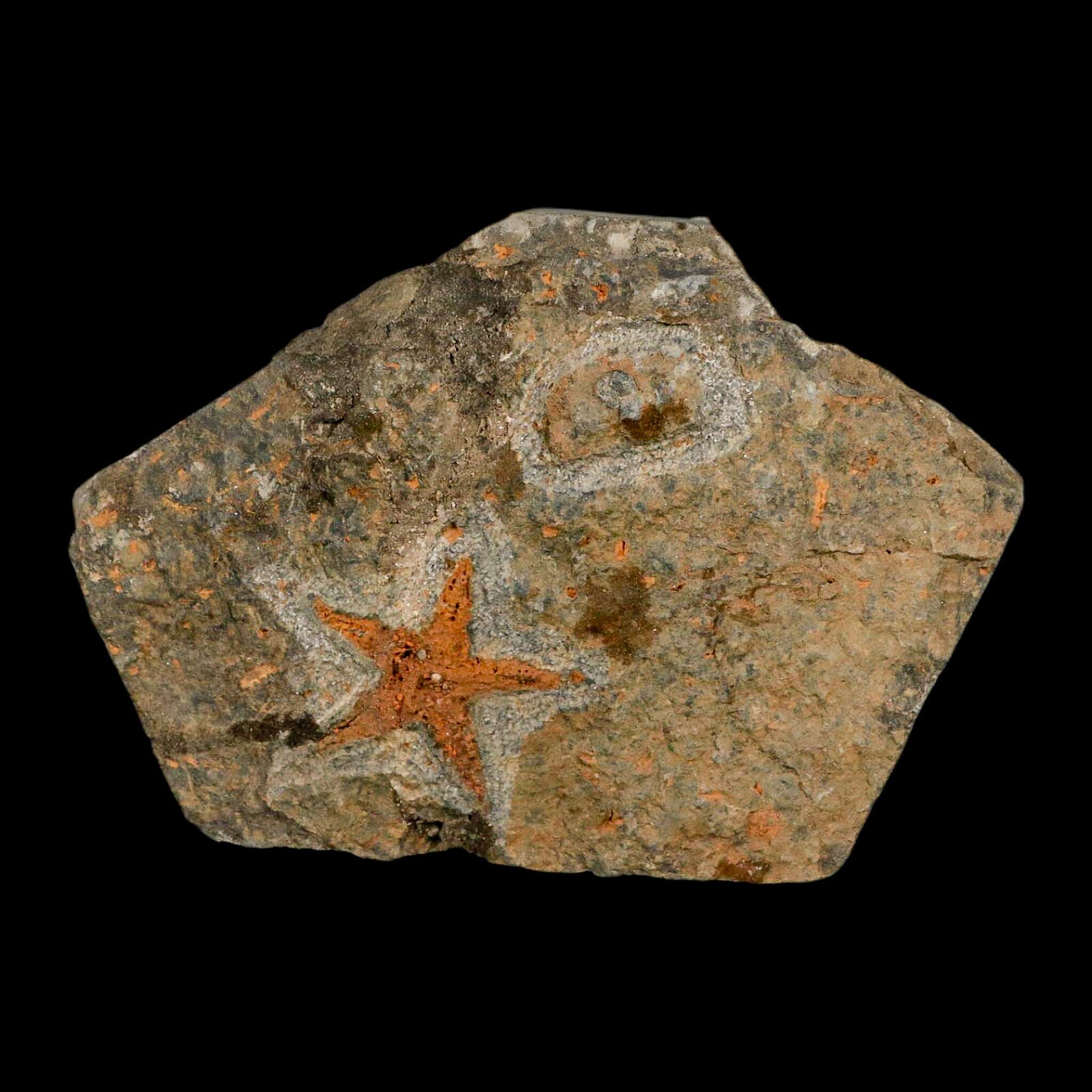 34MM Brittlestar Petraster Starfish Fossil - Ordovician Age Blekus Morocco with COA - Perfect for Fossil Collectors, Home Decor & Educational Displays
