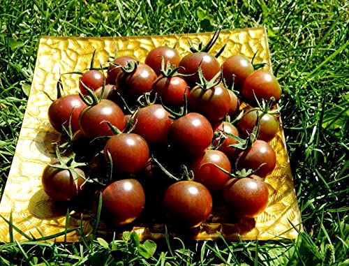 Organic Black Cherry Tomato Seeds (Solanum Lycopersicum) - 50+ Non-GMO Heirloom Seeds for Planting - Perfect for Home Gardens, Containers & Fresh Salads