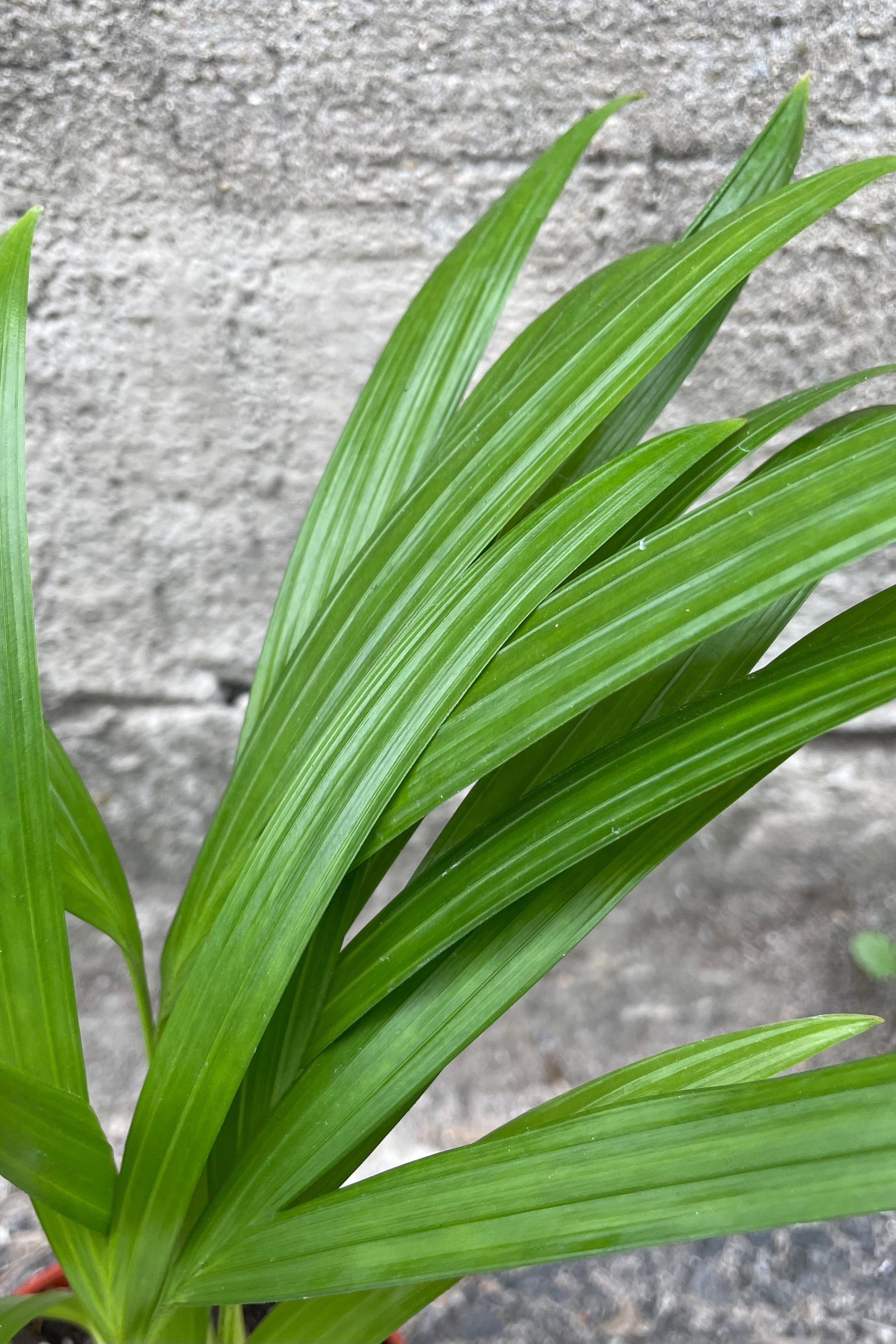 Chrysalidocarpus Lutescens Areca Palm - 4