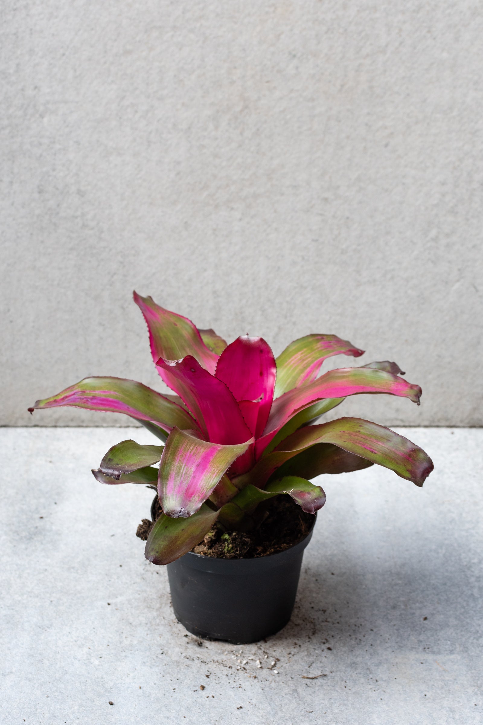 6 Pack Bromeliad Plants - Tropical Indoor & Outdoor Houseplants for Home Decor, Office, Garden, and Landscaping