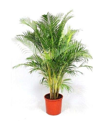Dypsis Lutescens Seeds - 100 Count Areca Palm Golden Cane Palm Tree Seeds for Indoor/Outdoor Planting | Perfect for Home Decor, Office Plants & Tropical Landscaping