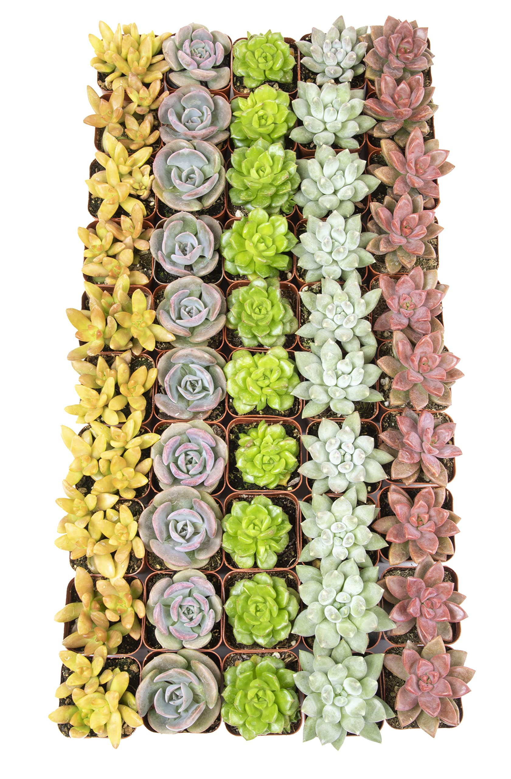 50 Pack Live Succulents Plants - Variety Indoor Houseplants in Nursery Pots | Bulk Succulent Collection for Home Decor, Office Desk, Wedding Favors & Gift Ideas