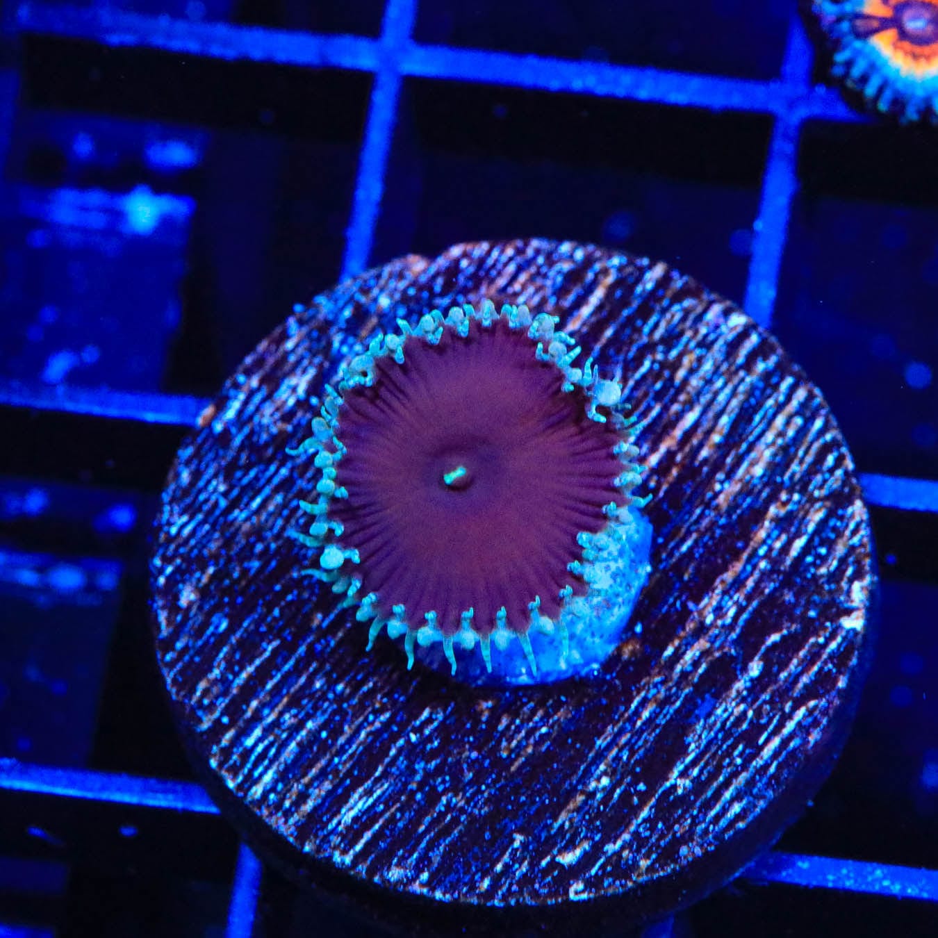 Cinnamon Palythoa Coral for Saltwater Aquariums - Vibrant Zoanthid Coral for Reef Tanks & Marine Aquascaping