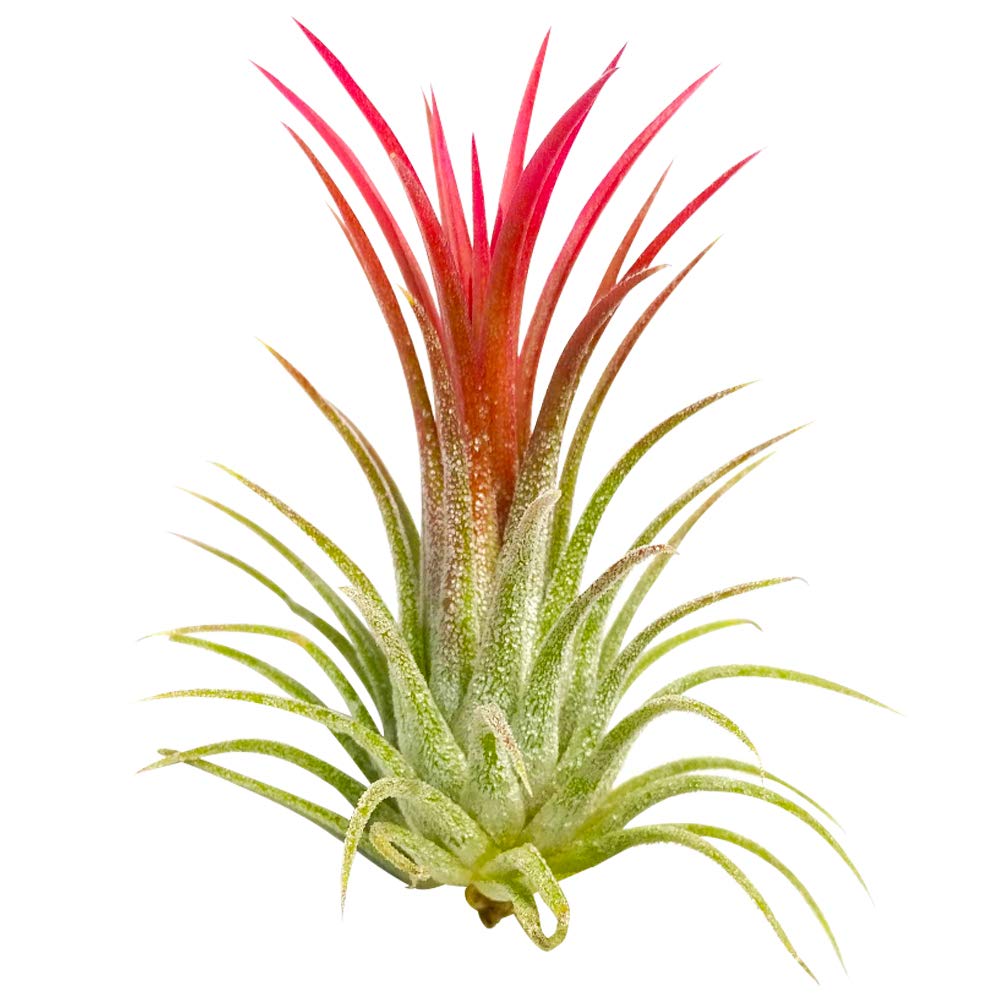 Tillandsia Ionantha Rubra Air Plant 3