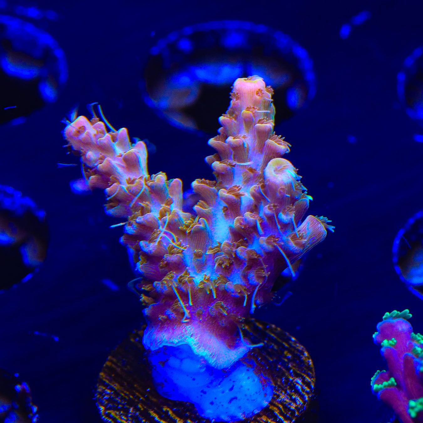Premium CC Voodoo Majick Acropora Coral for Saltwater Aquariums - Vibrant SPS Coral for Reef Tanks & Marine Aquascaping