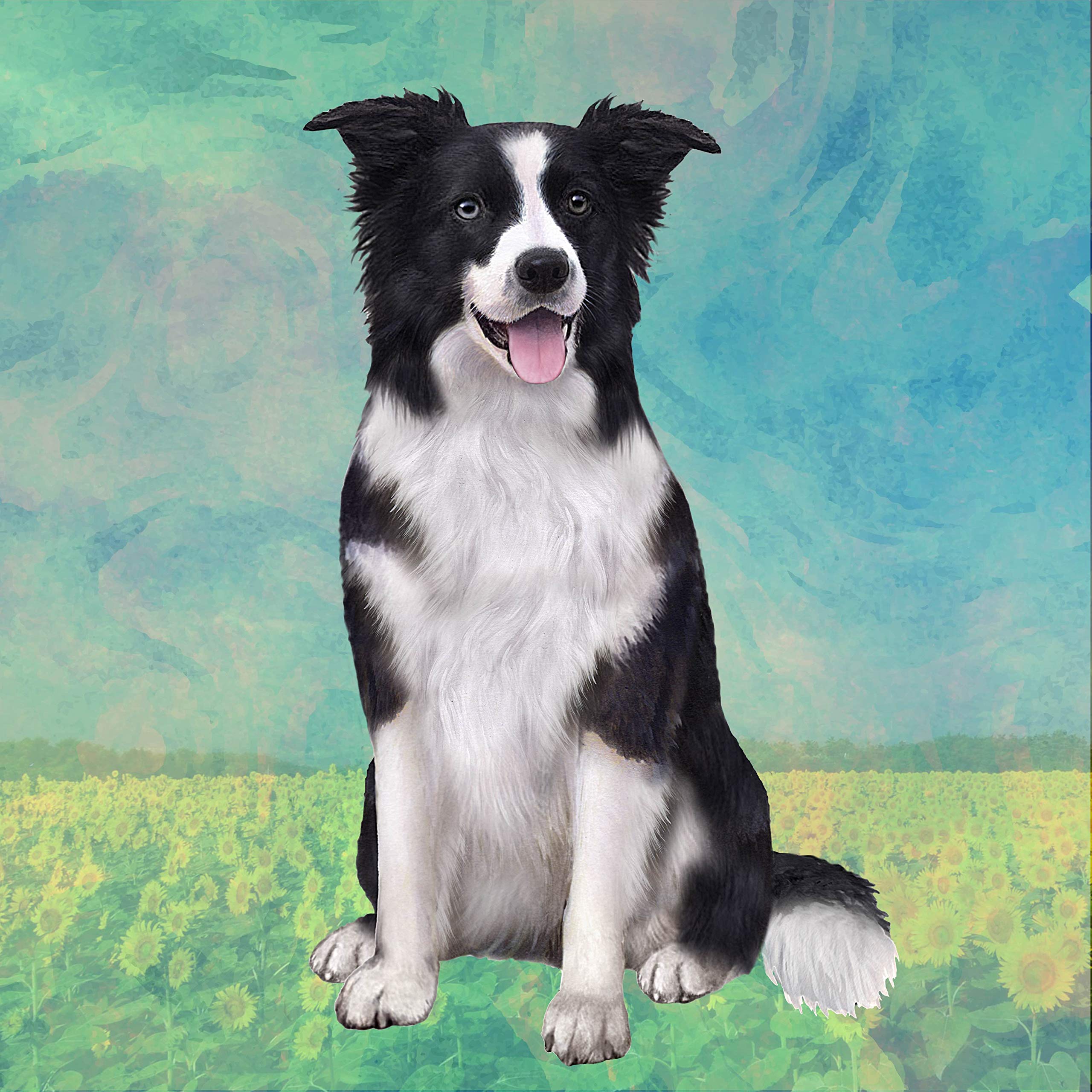 Premium Absorbent Stone Coaster Set for Border Collie Lovers - Cork Back Protects Furniture from Scratches & Water Rings - Perfect for Coffee Tables, Desks, and Home Decor