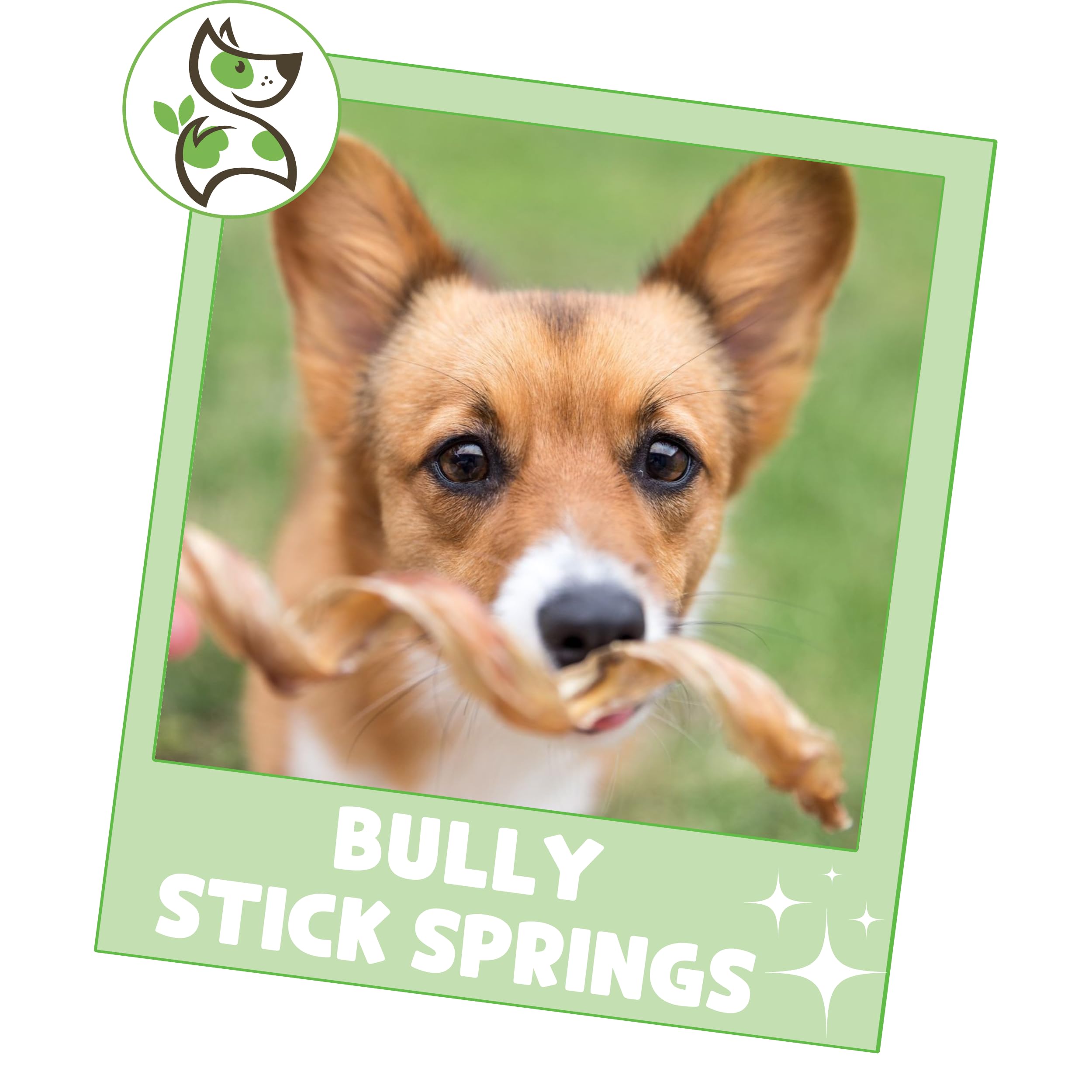 Natural Long-Lasting Bully Stick Springs for Dogs 7-8