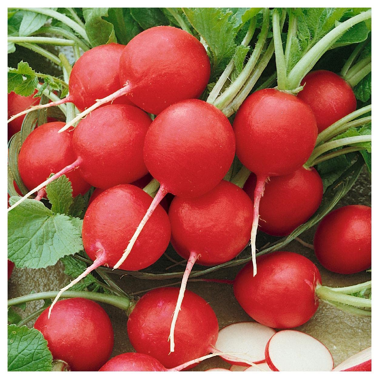 Everwilde Farms - 1/4 Lb Cherry Belle Radish Seeds - Non-GMO, Heirloom, Fast-Growing - Perfect for Home Gardening, Container Planting & Fresh Salads