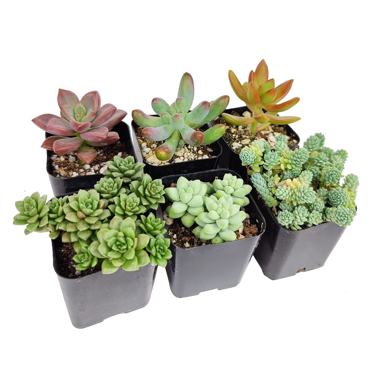 Sedum Succulent Pack | Set of 2/4/6/8/10/24/36/48 Live Succulent Plants - Perfect for Home Decor, Office Desk, Wedding Favors & Garden Landscaping