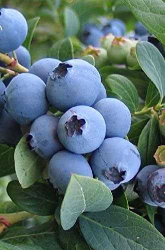 Elliott Blueberry Starter Plants - Pack of 3 | Fresh Fruit Bushes for Home Garden, Backyard Farming & Organic Gardening
