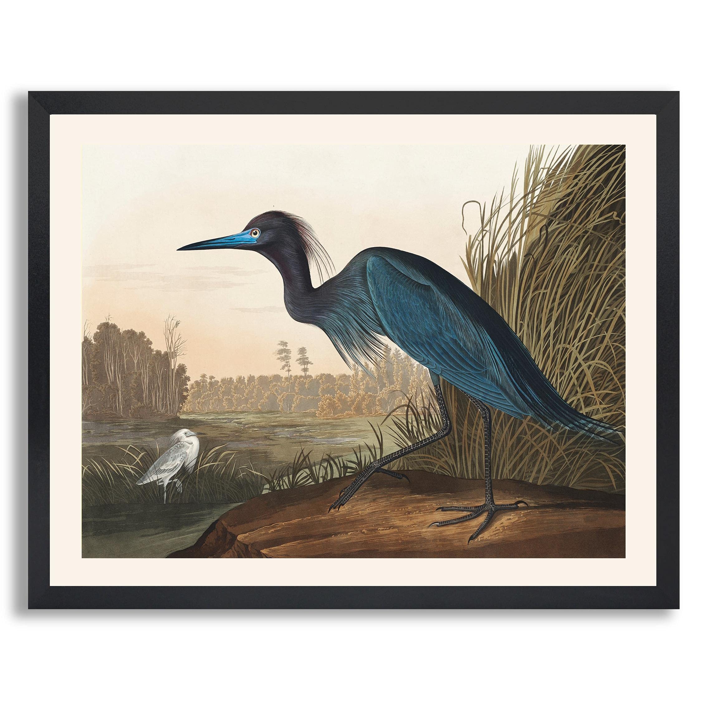 Blue Heron or Crane by James Audubon - Framed Fine Art Print Reproduction | Premium Wood Frame Wall Decor for Home & Office | Elegant Gallery Artwork for Living Room & Bedroom | Perfect for Nature Lovers & Bird Enthusiasts