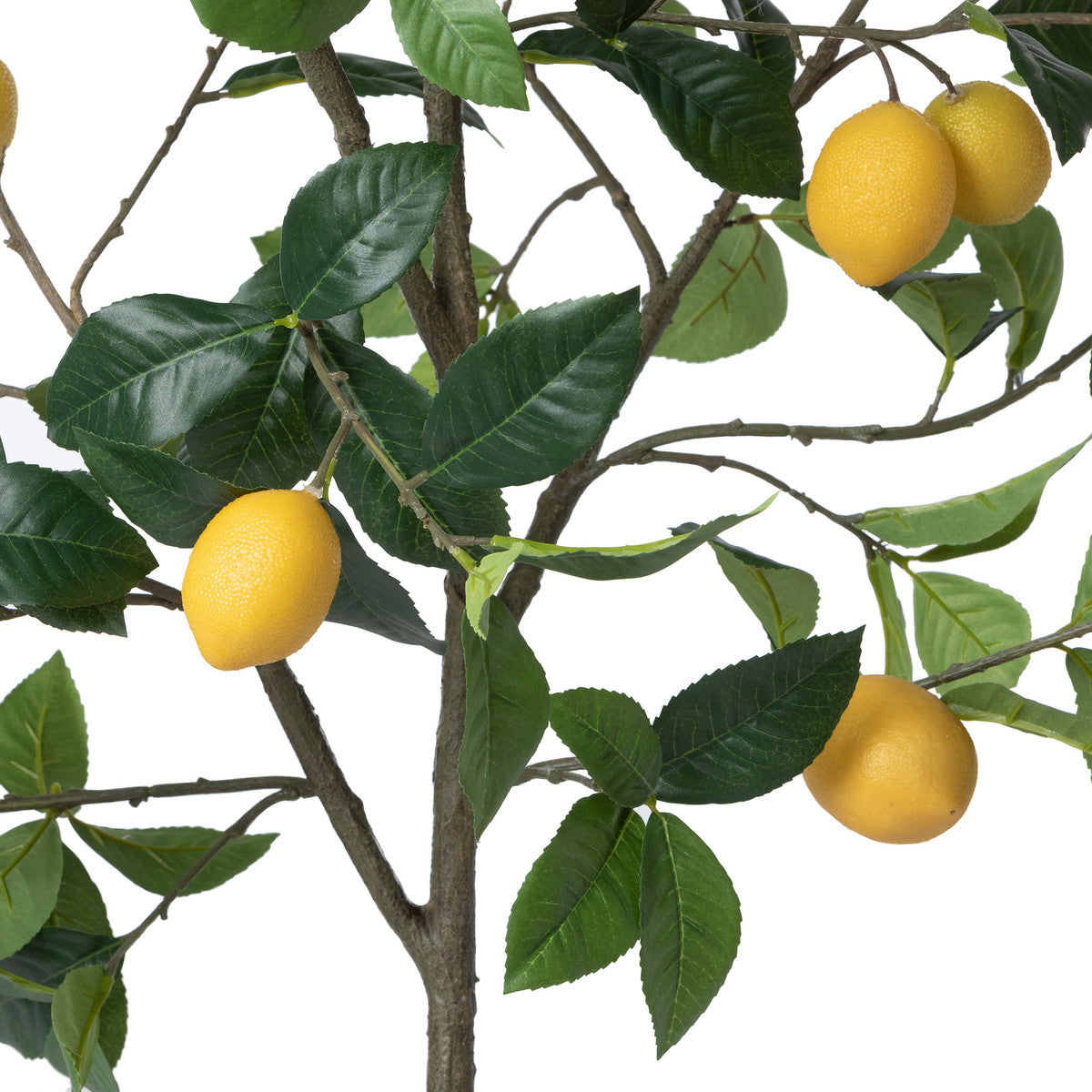 Lemon Tree Plant in Plastic Pot - Indoor/Outdoor Citrus Tree for Home, Garden, or Patio Decor