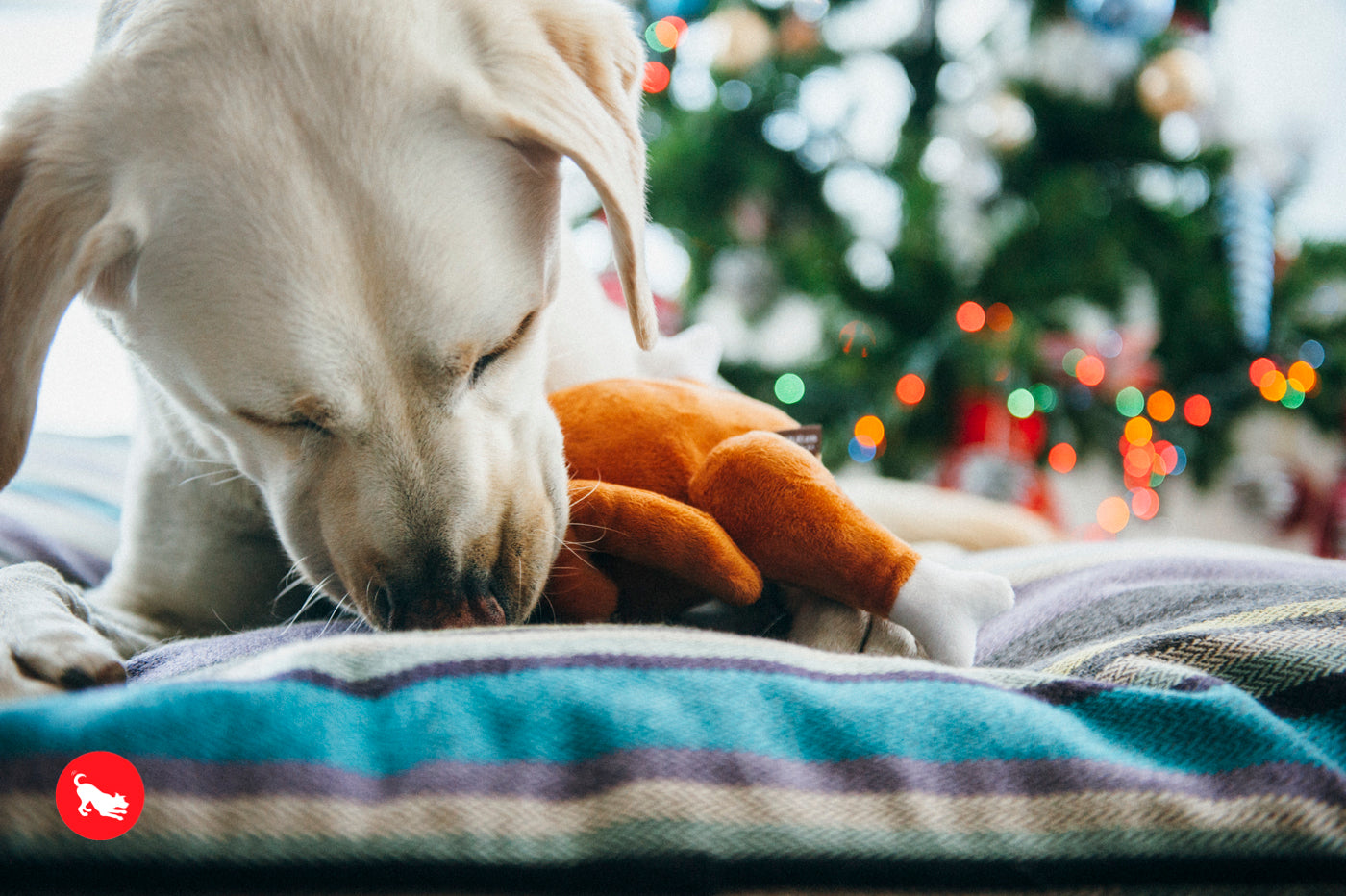 El Pavo Entero Holiday Classic™ Dog Plush Toy - Soft & Durable Chew Toy for Small & Large Dogs | Perfect for Thanksgiving, Christmas & Playtime Fun | Pet P.L.A.Y.
