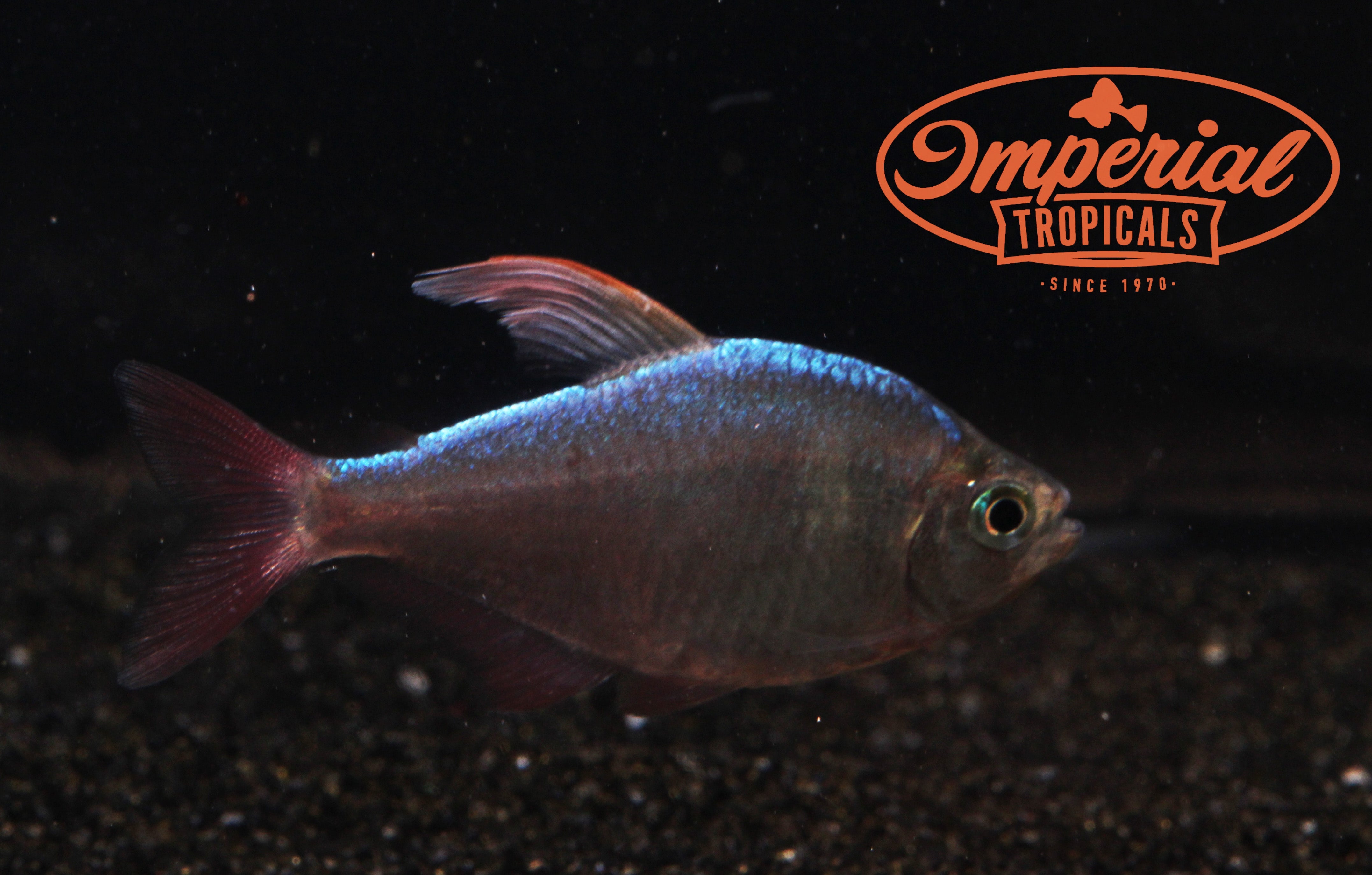 Vibrant Red and Blue Colombian Tetra Fish - Perfect for Freshwater Aquariums & Tropical Fish Tanks