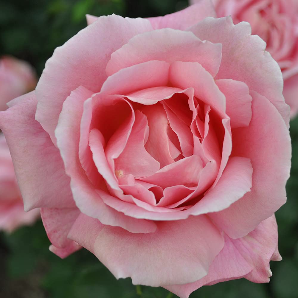 Heirloom Roses Tiffany Pink Hybrid Tea Rose Bush - Live Outdoor Planting Rose Plant for Gardens, Landscaping & Bouquets