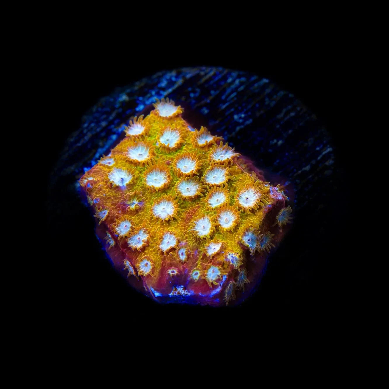 ACI Golden Girls Cyphastrea Coral - Premium Saltwater Aquarium Coral for Reef Tanks | Perfect for Beginners & Advanced Hobbyists | Enhances Marine Biodiversity & Tank Aesthetics