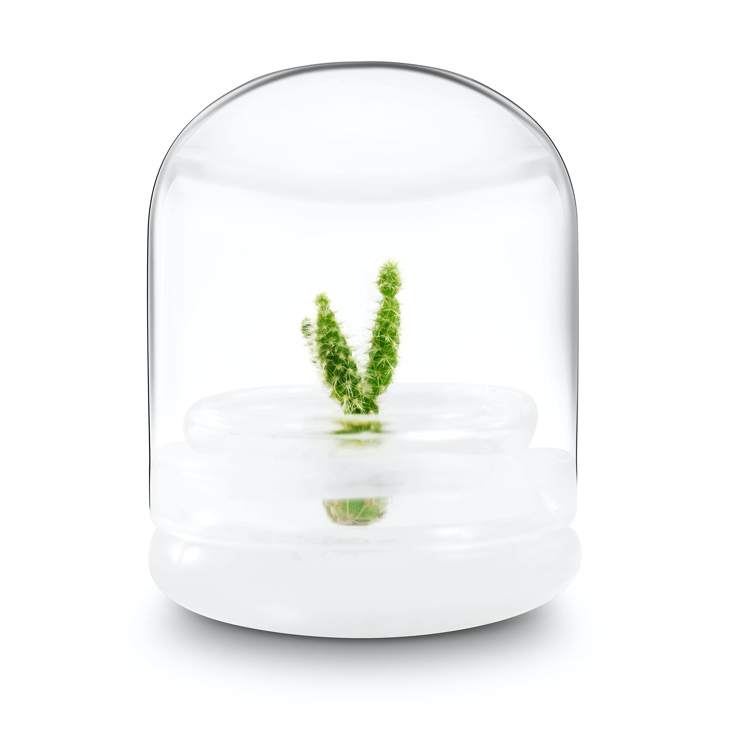 Bloomify Live Bunny Ear Cactus Terrarium - Self-Sustaining Succulent Dome with Opuntia Microdasys - Low Maintenance Home Decor Plant Gift for Office Desk, Living Room & Zen Garden