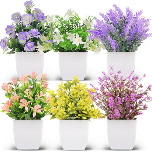 6 Pack Flower Plant With White Pot