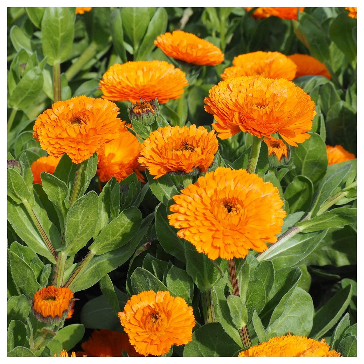 Everwilde Farms - 500 Ball's Orange Calendula Wildflower Seeds - Gold Vault Jumbo Seed Packet for Garden Planting, Landscaping & Pollinator Gardens