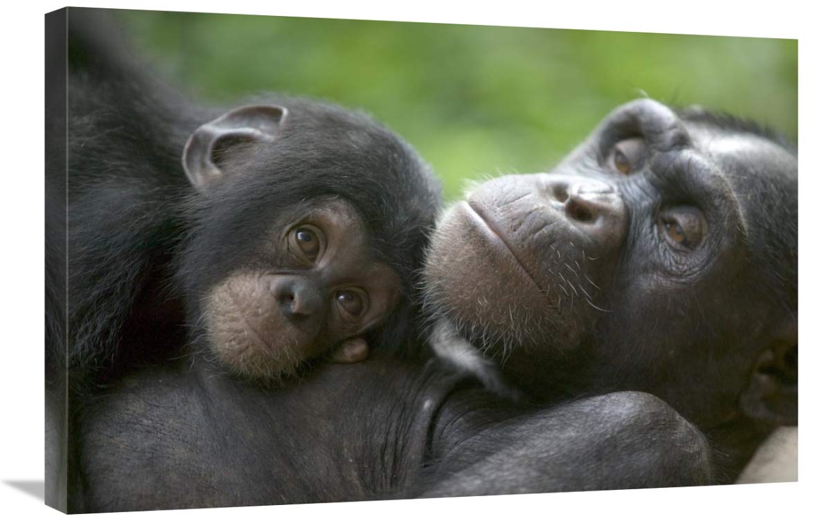 Chimpanzee Mother and Baby Canvas Art Print - 30x20 Inches - Wildlife Sanctuary Nigeria - Wall Decor for Living Room, Bedroom & Office