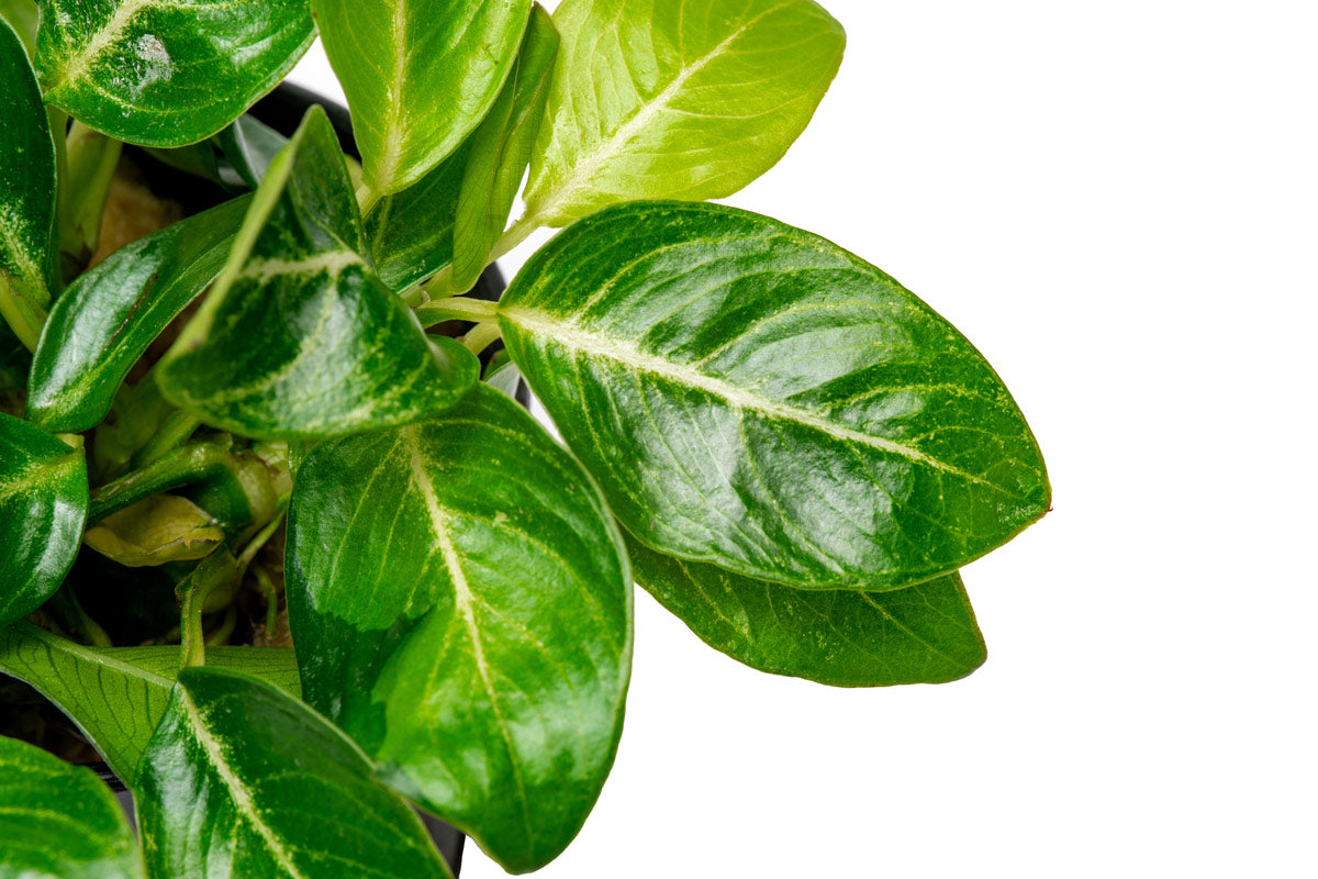 Anubias Giant Stardust Aquatic Plant - Live Freshwater Aquarium Plant for Fish Tanks, Ponds & Terrariums - Easy Low Light Aquascaping Plant for Beginners