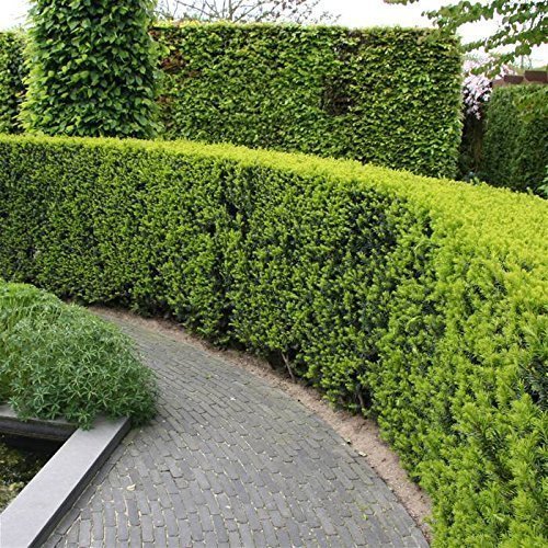 Podocarpus Macrophyllus Japanese Yew - 60 Live Plants in 2 Inch Pots - Evergreen Privacy Hedge for Landscaping, Garden Borders & Outdoor Screening