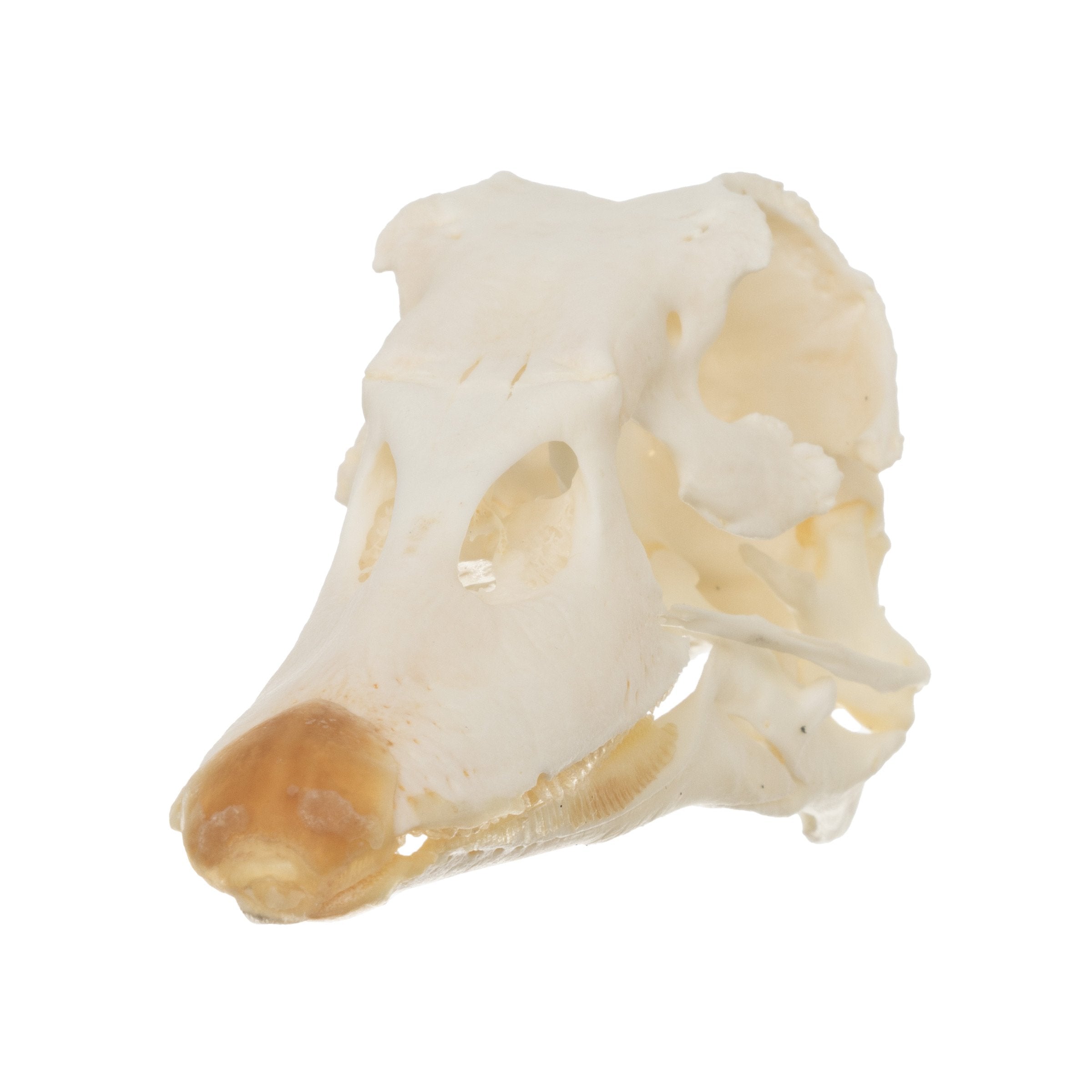Authentic Real Muscoly Duck Skull - Natural Bone Specimen for Taxidermy, Oddities Collection, and Gothic Decor - Perfect for Halloween, Dark Aesthetic, and Science Education