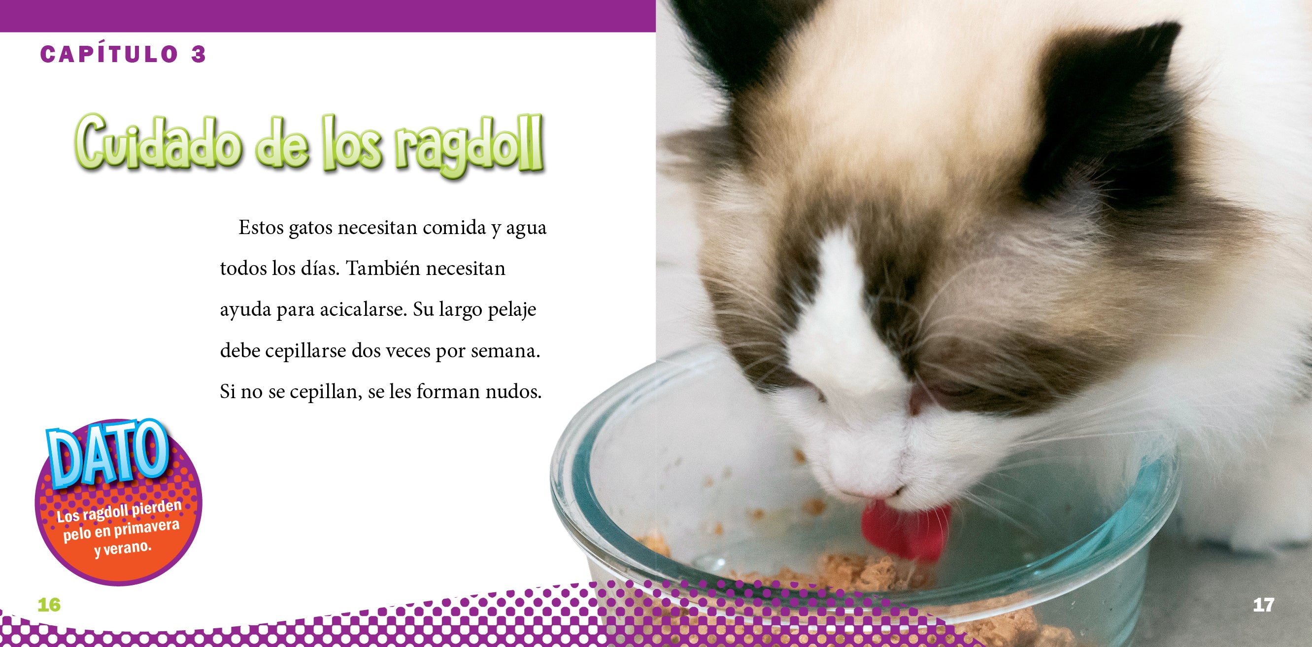 Ragdoll Cat - Adorable Blue-Eyed Fluffy Companion for Families & Pet Lovers | Perfect Indoor Playmate & Cuddly Friend