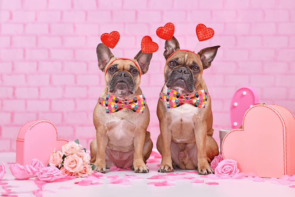 Valentine's Day Dog Collar with Bow - Adjustable Pet Collar for Large Dogs | Perfect for Valentine's Gifts, Dog Parties & Special Occasions