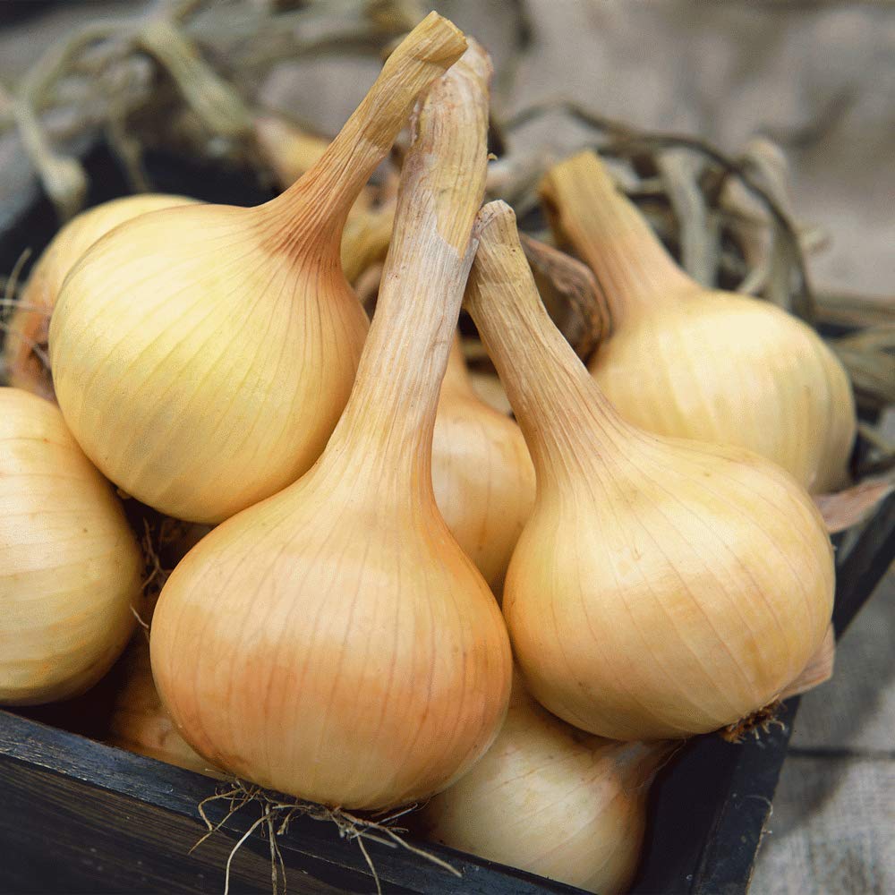 Organic Walla Walla Sweet Onion Seeds - 100 Count - Extra Large White Onions (5-6 inch Diameter) - Mild & Sweet Flavor for Salads, Grilling, and Home Gardening